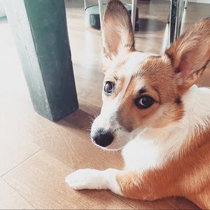 Meet your Posher, Ashley